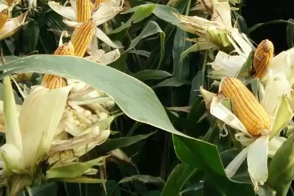 致泰12号玉米品种啥情况(致泰12号玉米品种高抗茎腐病)？插图3
