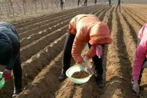 早糯玉米什么时候播种(早糯玉米的播种时间是什么时候)？插图3