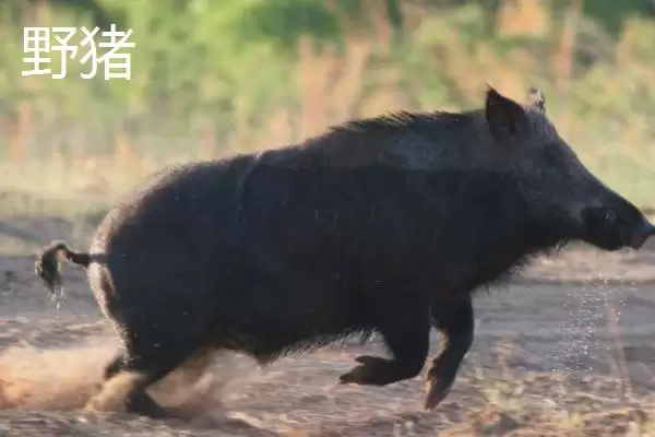 疣猪和野猪有什么区别(疣猪和野猪区别是什么)？插图2