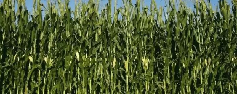 先玉1853玉米种子特征特性及种植密度要点？-会东网