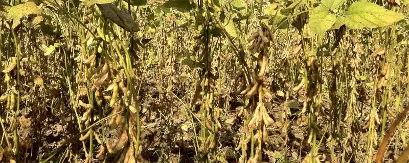 小粒黄豆栽培技术及播种前晒种要点？-会东网