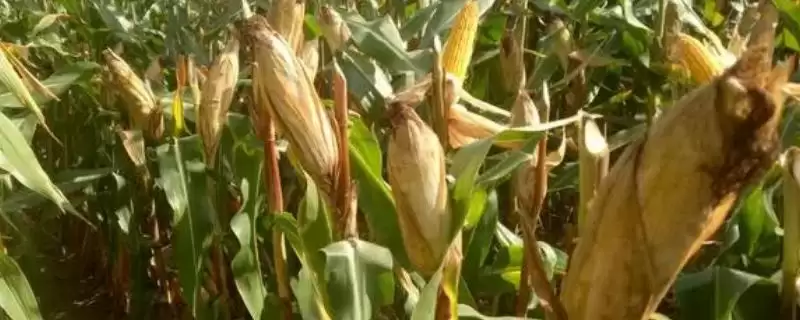 有哪些品质好的玉米种(品质好的玉米种有哪些推荐)？-会东网