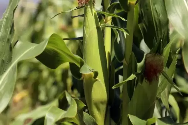 郑单1702玉米种子啥情况(郑单1702玉米种子夏播生育期100—103天)?插图1 郑单1702玉米种子啥情况(郑单1702玉米种子夏播生育期100—103天)?插图1