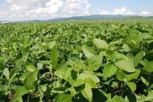 小粒黄豆栽培技术及播种前晒种要点？插图3