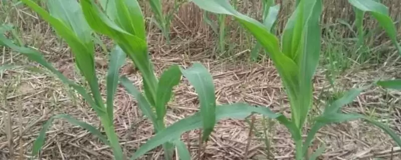 延科368玉米品种特性及播种量要点？-会东网