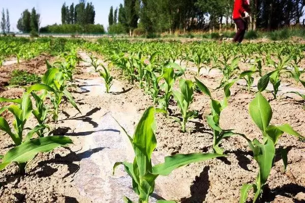 郑单1702玉米种子啥情况(郑单1702玉米种子夏播生育期100—103天)?插图3 郑单1702玉米种子啥情况(郑单1702玉米种子夏播生育期100—103天)?插图3