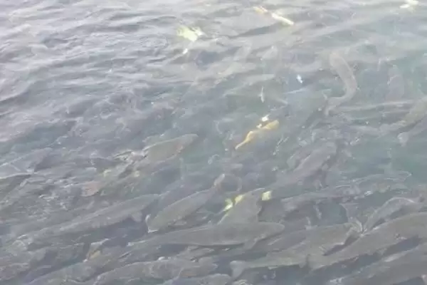 鱼为什么一直上下狂游(鱼上下狂游的原因是什么)？插图3