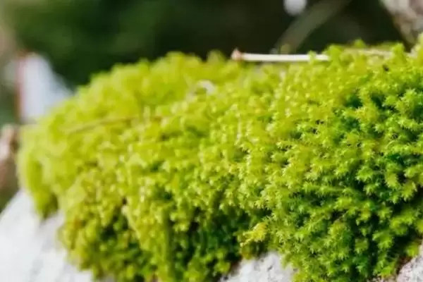 折断有白色乳汁的植物有哪些,常见的有通奶草、鹅绒藤等?插图7 折断有白色乳汁的植物有哪些,常见的有通奶草、鹅绒藤等?插图7