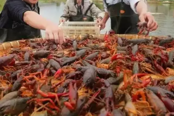 小龙虾怎么养殖(小龙虾养殖需清塘消毒、培育浮游生物后放虾苗)？插图1