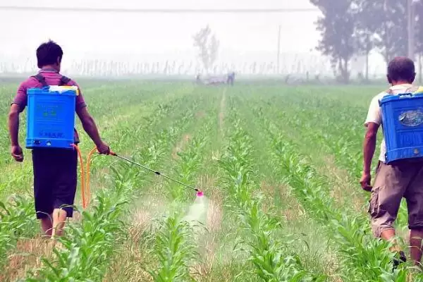 玉米粗缩病怎么防治(玉米粗缩病的防治方法有哪些)？插图3