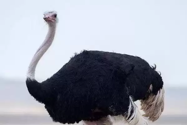 鸵鸟不吃食怎么治疗(鸵鸟不吃食治疗需及时更换饲料)？插图2