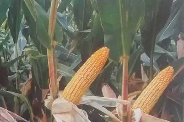 中单122玉米品种有啥特性(中单122玉米品种选择中上等肥力地块)？插图2