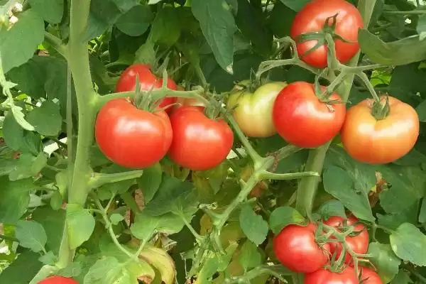 怎么防治番茄缺素症(防治番茄缺素症的方法有哪些)?插图5 怎么防治番茄缺素症(防治番茄缺素症的方法有哪些)?插图5