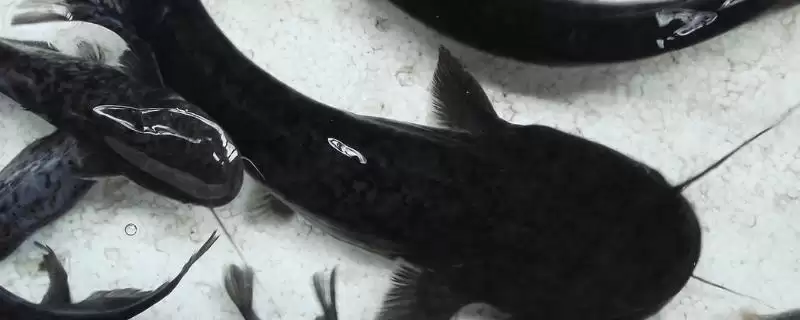 怎么养殖大口鲶(养殖大口鲶的方法和注意事项有哪些)?-会东网