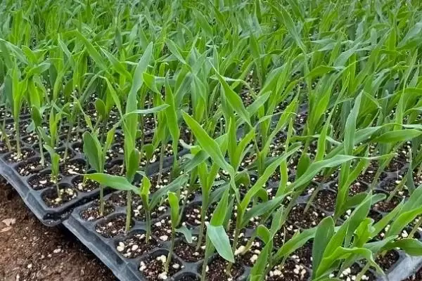 育玉米苗需哪种育苗盘(育玉米苗适合用哪种育苗盘)?插图4 育玉米苗需哪种育苗盘(育玉米苗适合用哪种育苗盘)?插图4