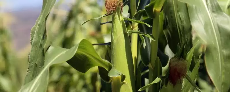 兴单108玉米种子特点及种植密度要点?-会东网