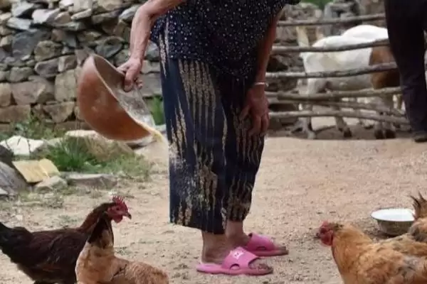 玉米和什么混合搭配喂鸡好(玉米与哪些食物搭配喂鸡效果好)？插图2
