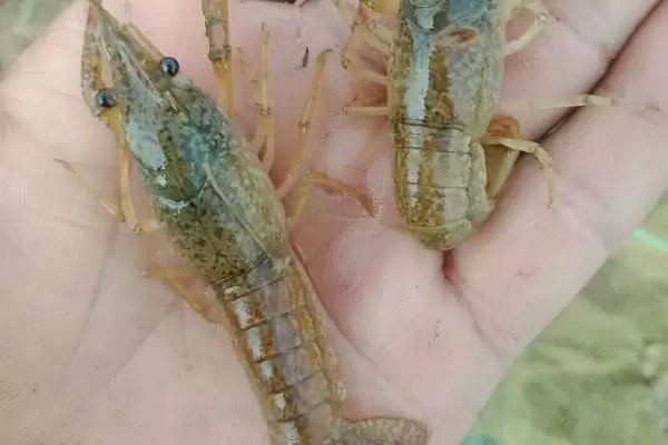 小龙虾怎么养殖(小龙虾养殖需清塘消毒、培育浮游生物后放虾苗)？插图5