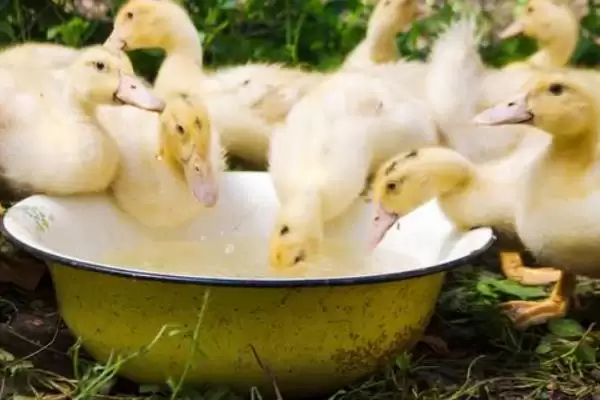 小鹅水喝多是否拉稀及相关注意事项要点？插图2