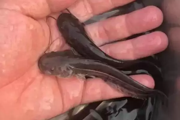 怎么养殖大口鲶(养殖大口鲶的方法和注意事项有哪些)？插图4