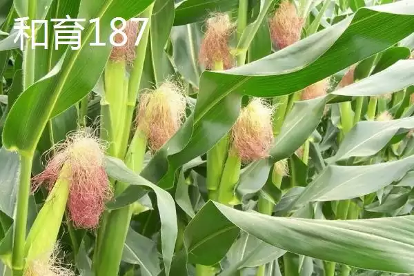 种什么玉米品种好，登海533、和育187、先玉1225等品种均为合适的选择？插图2