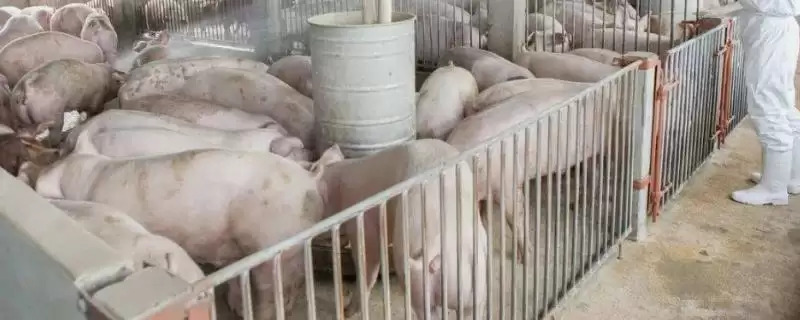 养猪需要办理什么手续(养猪需办哪些手续)？-会东网