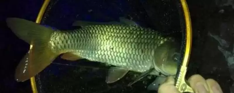 夏天夜钓鲤鱼垂钓距离和深度选择要点？-会东网