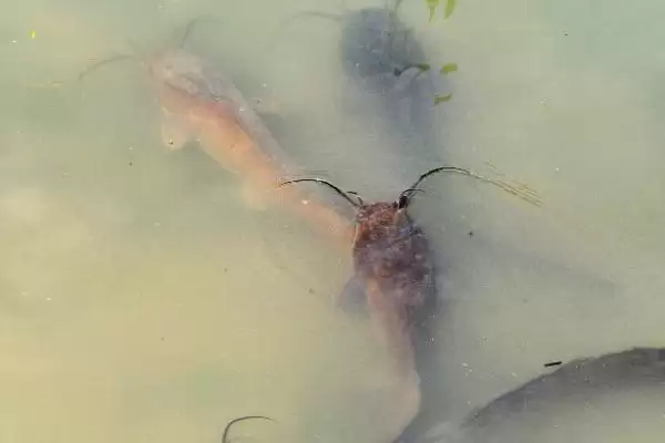 怎么养殖大口鲶(养殖大口鲶的方法和注意事项有哪些)？插图5