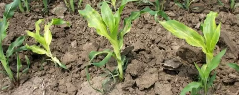 玉米脱肥症状(玉米脱肥的症状表现有哪些)？-会东网