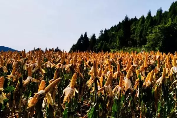 早糯玉米什么时候播种(早糯玉米的播种时间是什么时候)？插图1