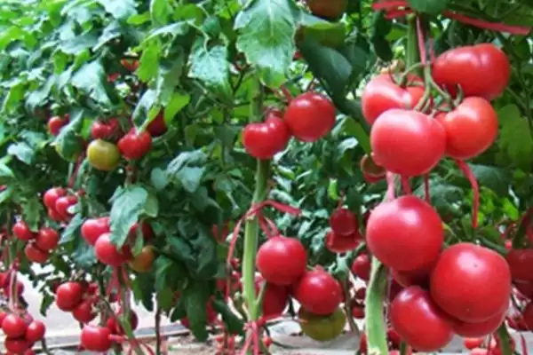 怎么防治番茄缺素症(防治番茄缺素症的方法有哪些)?插图1 怎么防治番茄缺素症(防治番茄缺素症的方法有哪些)?插图1