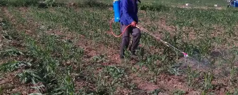 玉米使用除草剂的注意事项(玉米使用除草剂需注意什么)？-会东网