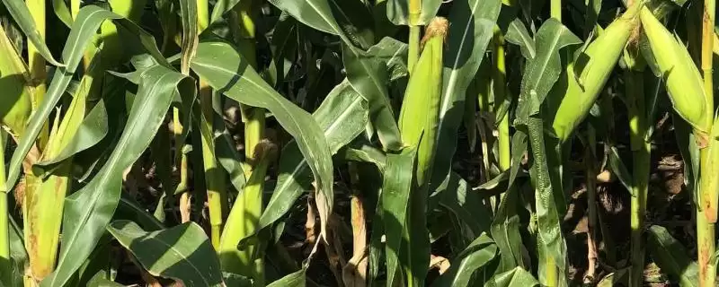 众星玉1号玉米品种有啥特性(众星玉1号玉米品种生育期117.1天)?插图 众星玉1号玉米品种有啥特性(众星玉1号玉米品种生育期117.1天)?插图
