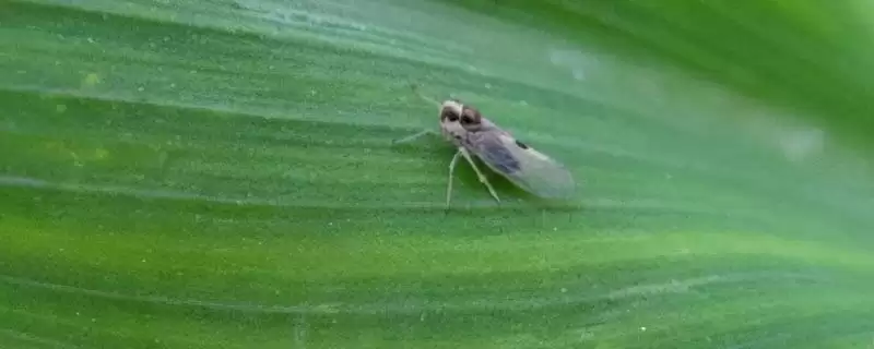 玉米灰飞虱的防治方式(玉米灰飞虱的防治措施有哪些)?-会东网