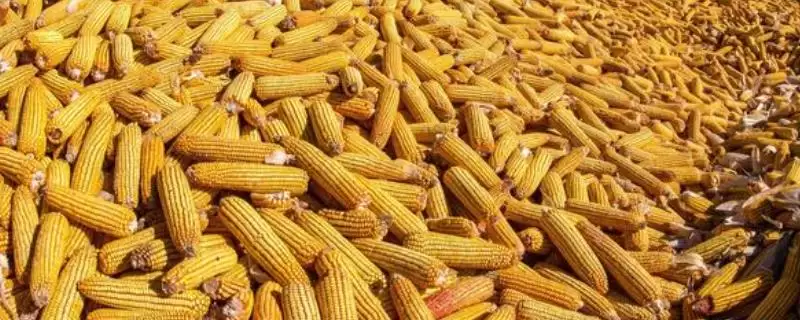 玉米的亩产量(玉米亩产量受哪些因素影响)？-会东网
