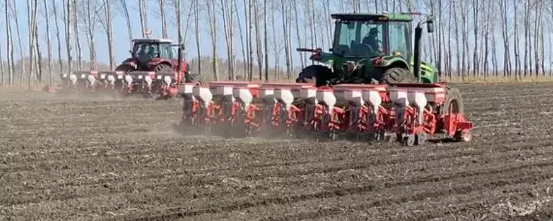 玉米种子翌年能不能用(玉米种子第二年还能否使用)?-会东网