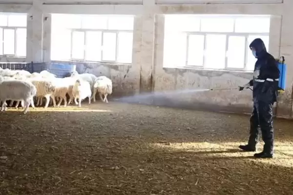 羊怎样养长得快(养羊长得快首先要选择生长速度较快的羊品种)?插图12 羊怎样养长得快(养羊长得快首先要选择生长速度较快的羊品种)?插图12