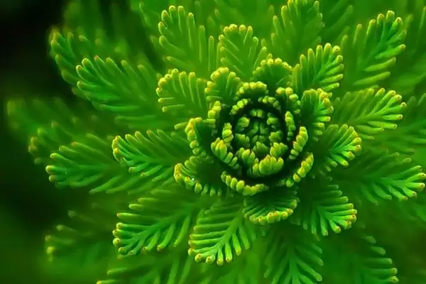 折断有白色乳汁的植物有哪些,常见的有通奶草、鹅绒藤等?插图6 折断有白色乳汁的植物有哪些,常见的有通奶草、鹅绒藤等?插图6