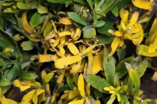 怎么解决除草剂药害(解决除草剂药害的方法有哪些)？插图9