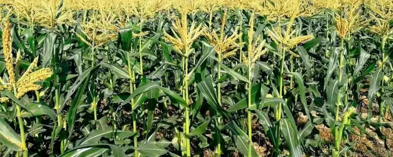 先玉1881玉米种子介绍及防治南方锈病要点?-会东网