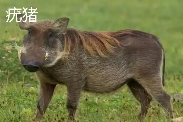 疣猪和野猪有什么区别(疣猪和野猪区别是什么)？插图3