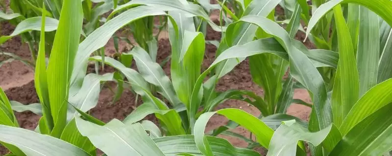 先玉1688玉米种子介绍及亩植密度要点？-会东网