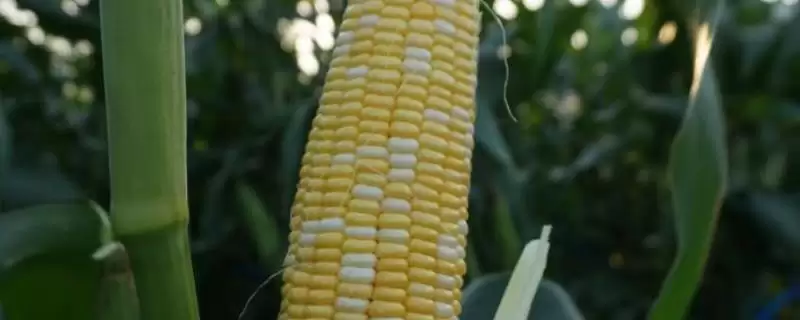 西蒙668玉米种子特点及生育期？-会东网