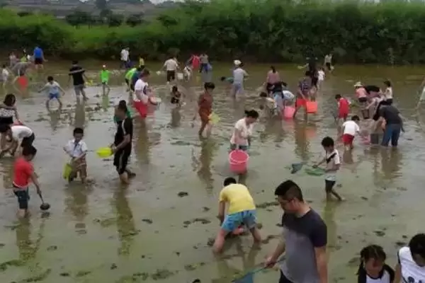 野生泥鳅几月份出洞(野生泥鳅几月出洞)?插图2 野生泥鳅几月份出洞(野生泥鳅几月出洞)?插图2