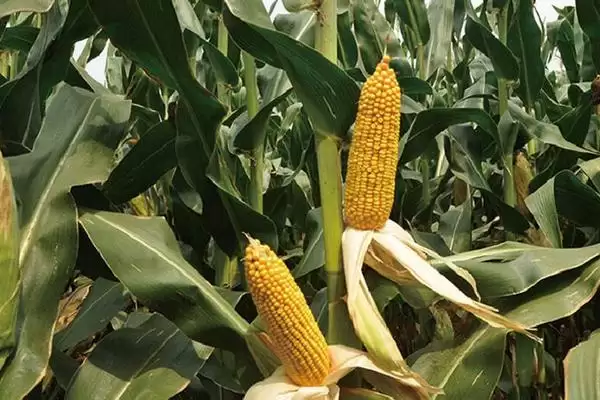 鑫瑞普826玉米种简介及适宜播期要点?插图2 鑫瑞普826玉米种简介及适宜播期要点?插图2