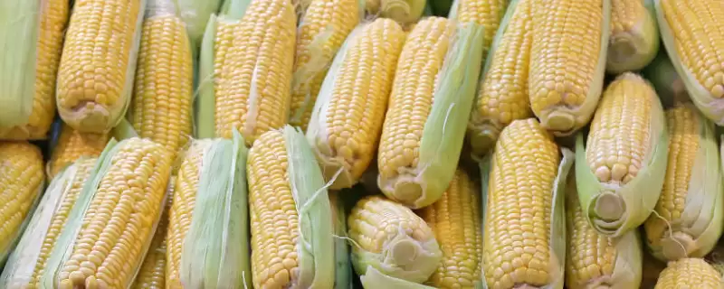致泰12号玉米品种啥情况(致泰12号玉米品种高抗茎腐病)？-会东网