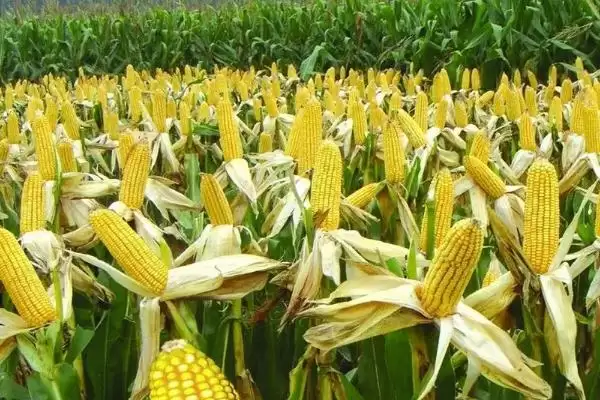 西由607玉米种子介绍及夏播生育期?插图1 西由607玉米种子介绍及夏播生育期?插图1