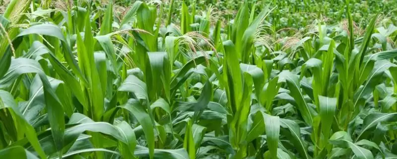 先玉1726玉米品种特性及中抗穗腐病情况?插图 先玉1726玉米品种特性及中抗穗腐病情况?插图