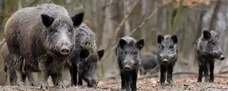 野猪的生活习性(野猪生活习性是怎样的)？-会东网
