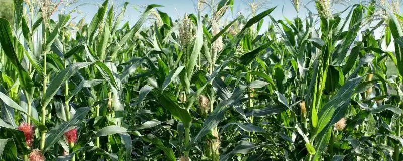 沃育6号玉米种子啥情况(沃育6号玉米种子适宜播期6月上中旬)？-会东网